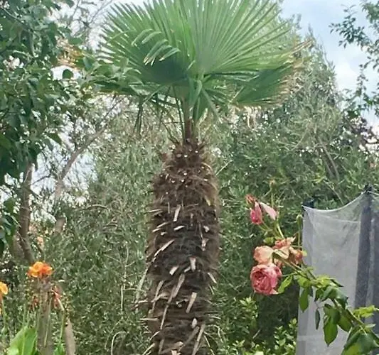 Dragica דירה