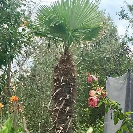 Dragica アパート